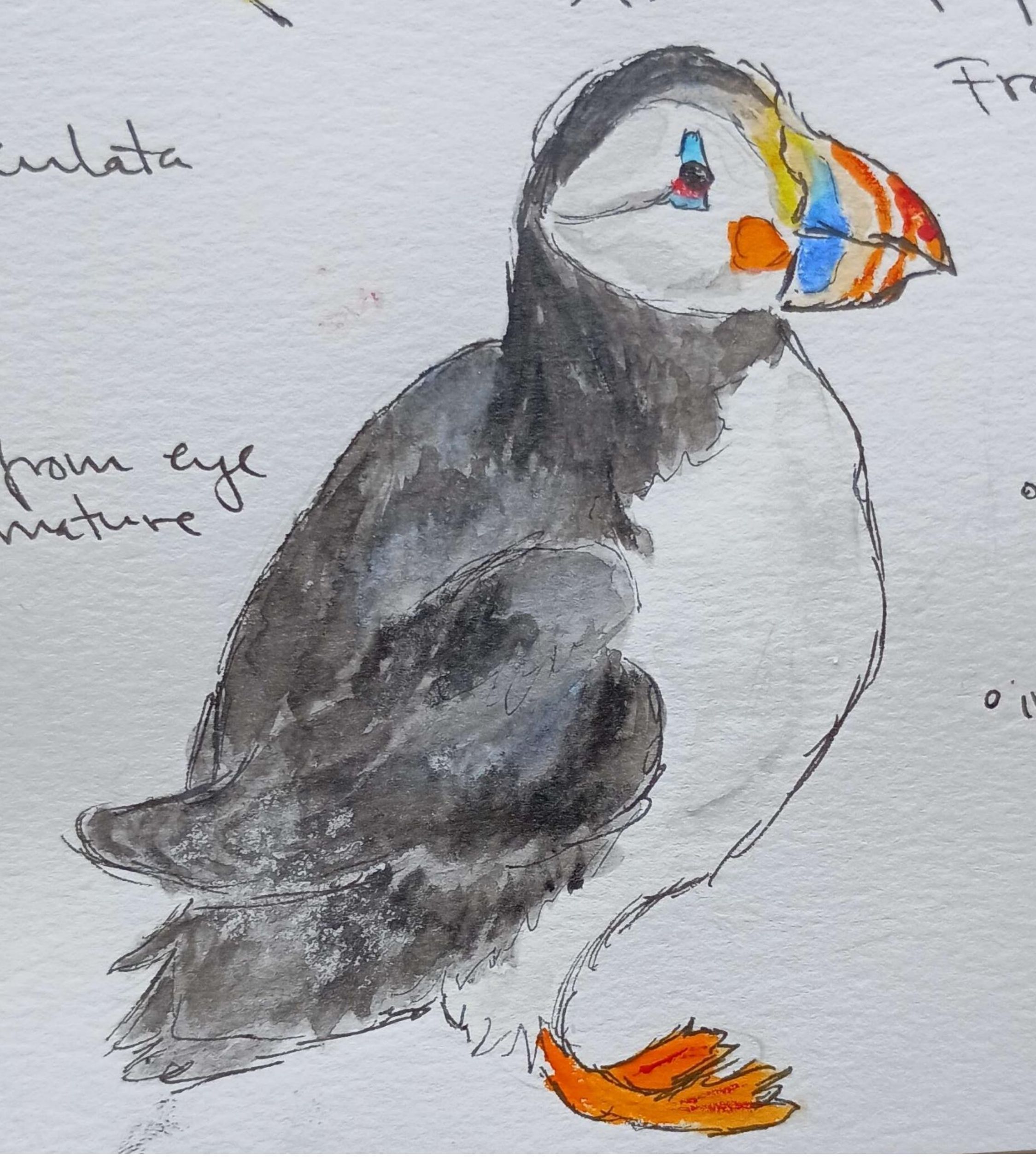 Atlantic Puffin-Watercolor and Pen
